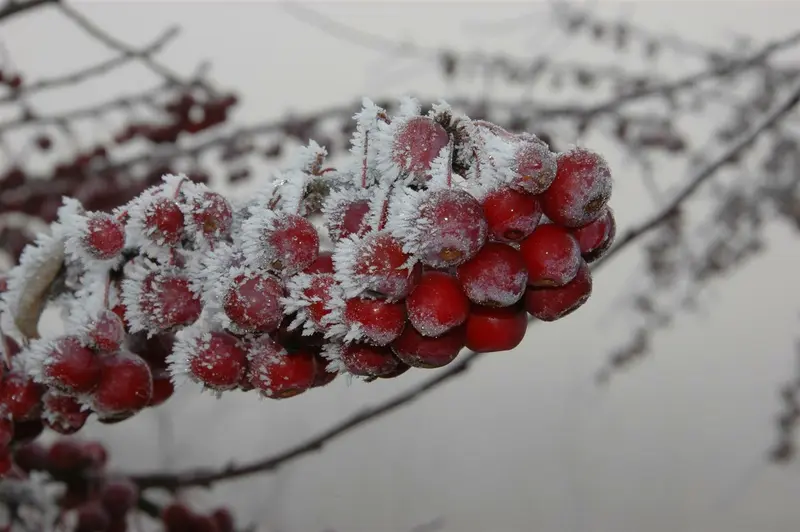 Malus hybr. 'Sugar Tyme' 6/ 8 HO BW - afbeelding 5