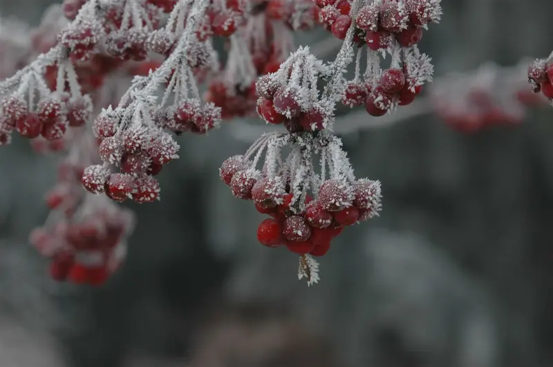 Malus hybr. 'Sugar Tyme' 8/10 HO BW - afbeelding 3