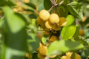 Wintergold - afbeelding 3