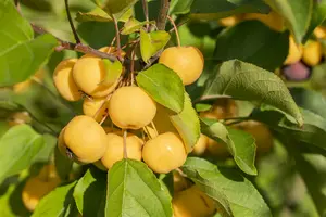 Wintergold - afbeelding 3