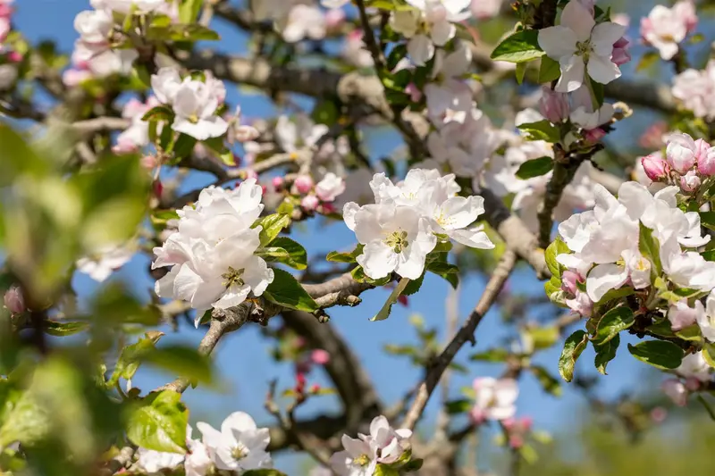 malus sylvestris (wilde appel/pommier sauvage) (250-300 cm)