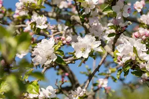 malus sylvestris (wilde appel/pommier sauvage) (250-300 cm)