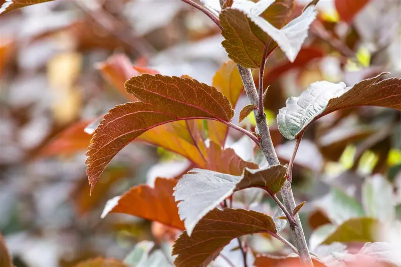 malus tor. 'scarlett'® (250-300 cm) - afbeelding 2