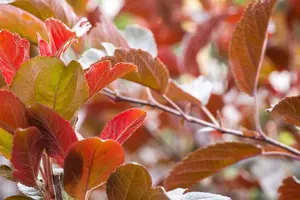 malus tor. 'scarlett'® (250-300 cm) - afbeelding 5