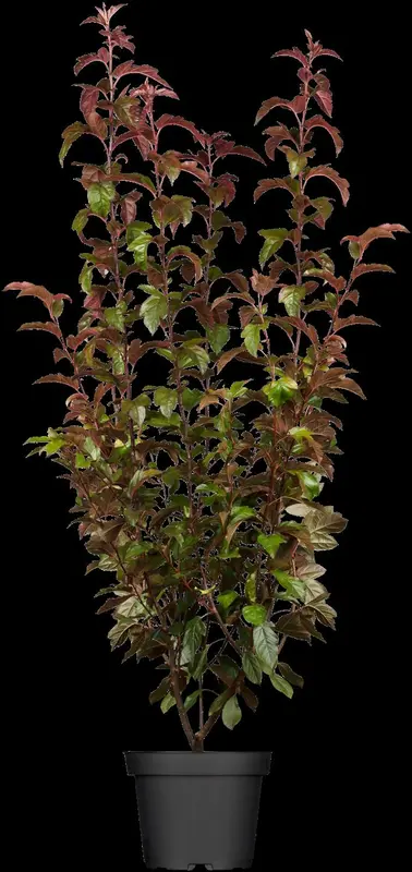 malus tor. 'scarlett'® (250-300 cm) - afbeelding 1