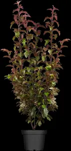 malus tor. 'scarlett'® (250-300 cm) - afbeelding 5