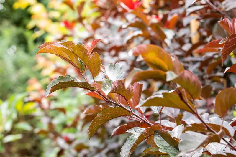 Malus tor. 'Scarlett'® 60- 80   C4 - afbeelding 2