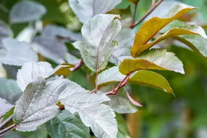 Malus tor. 'Scarlett'® 60- 80   C4 - afbeelding 3