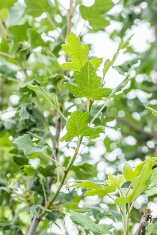 Malus trilobata 10/12 HO BW - afbeelding 4
