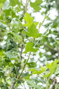 Malus trilobata 10/12 HO BW - afbeelding 4