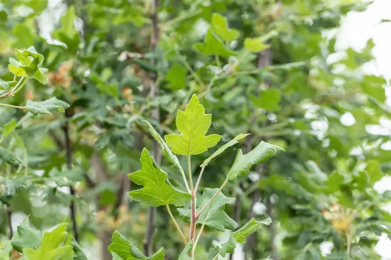 Malus trilobata 10/12 HO BW - afbeelding 2