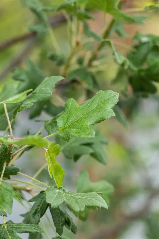 Malus trilobata 14/16 HO C - afbeelding 1