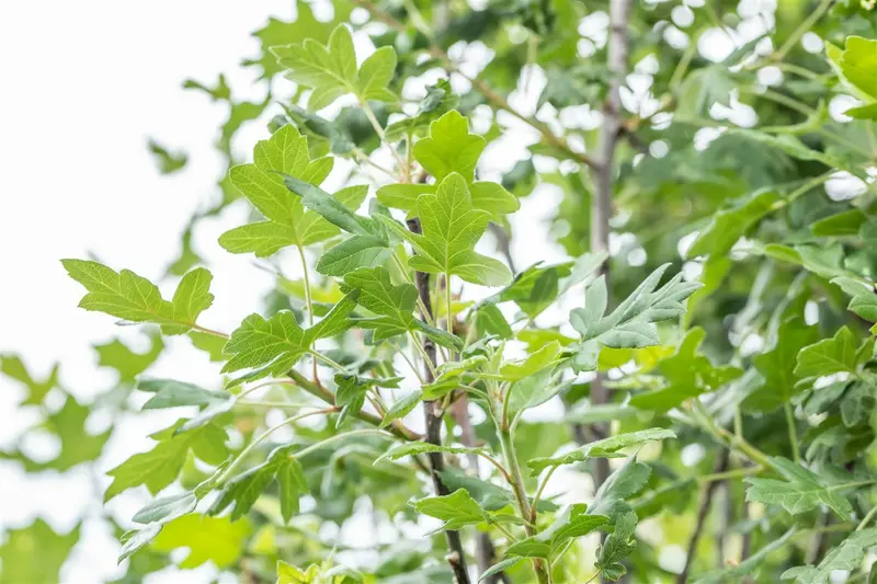 Malus trilobata 6/ 8 HO BW - afbeelding 3