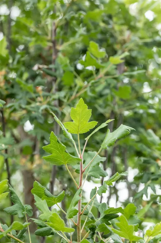 Malus trilobata 8/10 HO BW - afbeelding 5