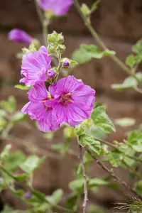 moschata - afbeelding 9