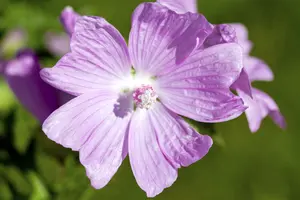 moschata - afbeelding 6