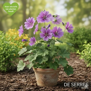 Malva sylvestris 'Marina'® P9
