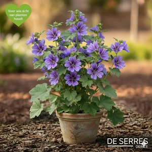 Malva sylvestris 'Primley Blue' P9