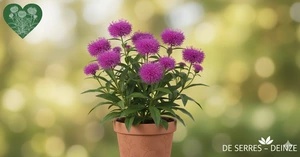 Vernonia crinita 'Mammuth' P11