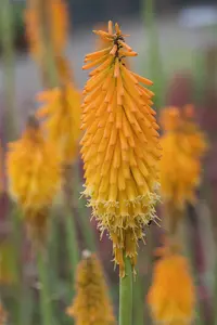kniphofia hybr. 'mango popsicle'® P9 - afbeelding 3