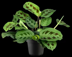 maranta leucorneura kerchoveana - afbeelding 4