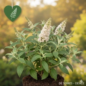 Buddleja davidii 'Marbled White' C (40- 60)