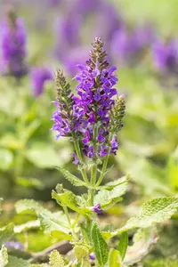salvia nem. 'marcus'® P9 - afbeelding 5