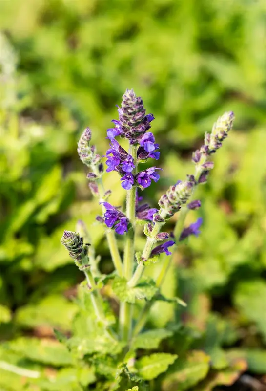salvia nem. 'marcus'® P9 - afbeelding 1