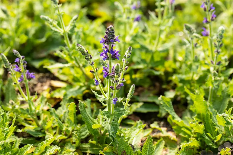 salvia nem. 'marcus'® P9 - afbeelding 2