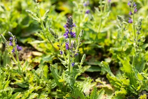 salvia nem. 'marcus'® P9 - afbeelding 2