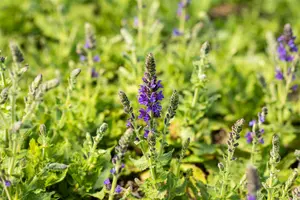 salvia nem. 'marcus'® P9 - afbeelding 3