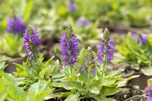 salvia nem. 'marcus'® P9 - afbeelding 4