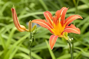 hemerocallis hybr. 'margaret perry' P9 - afbeelding 4