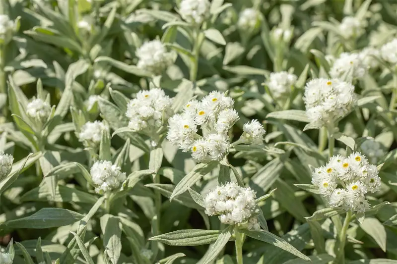 Anaphalis margaritacea P9 - afbeelding 1