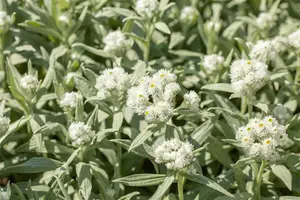 Anaphalis margaritacea P9 - afbeelding 2