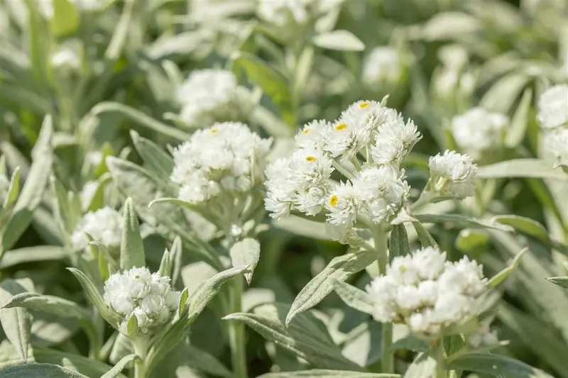Anaphalis margaritacea P9 - afbeelding 2