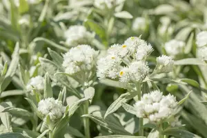Anaphalis margaritacea P9 - afbeelding 2