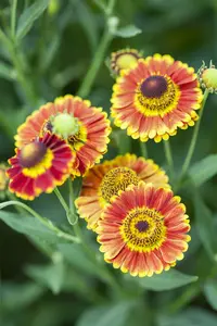 helenium hybr. 'fuego'® P9 - afbeelding 2