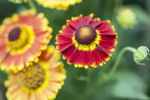 helenium hybr. 'fuego'® P9 - afbeelding 2