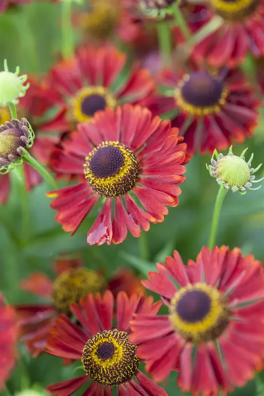 helenium hybr. 'siesta'® P9 - afbeelding 2