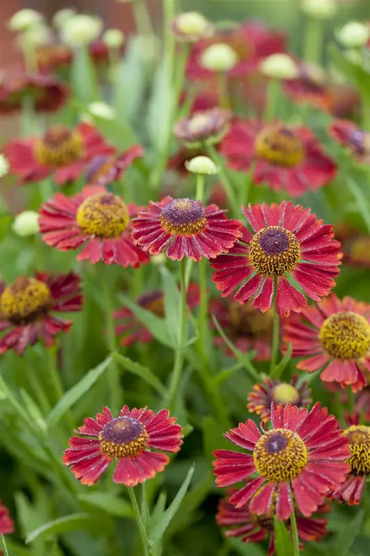 helenium hybr. 'siesta'® P9 - afbeelding 5