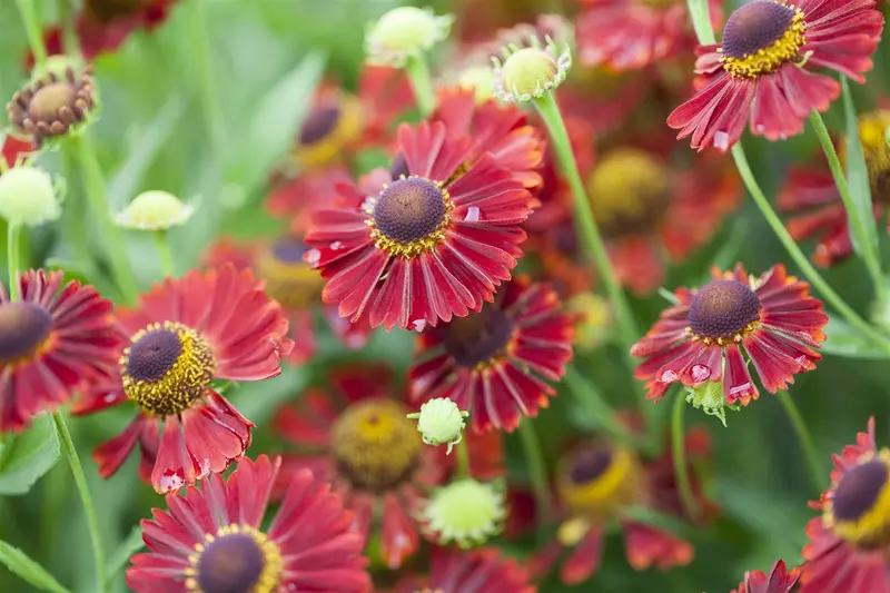 helenium hybr. 'siesta'® P9 - afbeelding 1