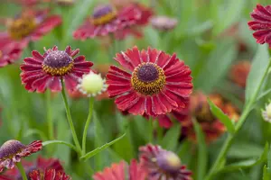 helenium hybr. 'siesta'® P9 - afbeelding 4