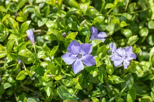 vinca minor 'marie'® P9 - afbeelding 4