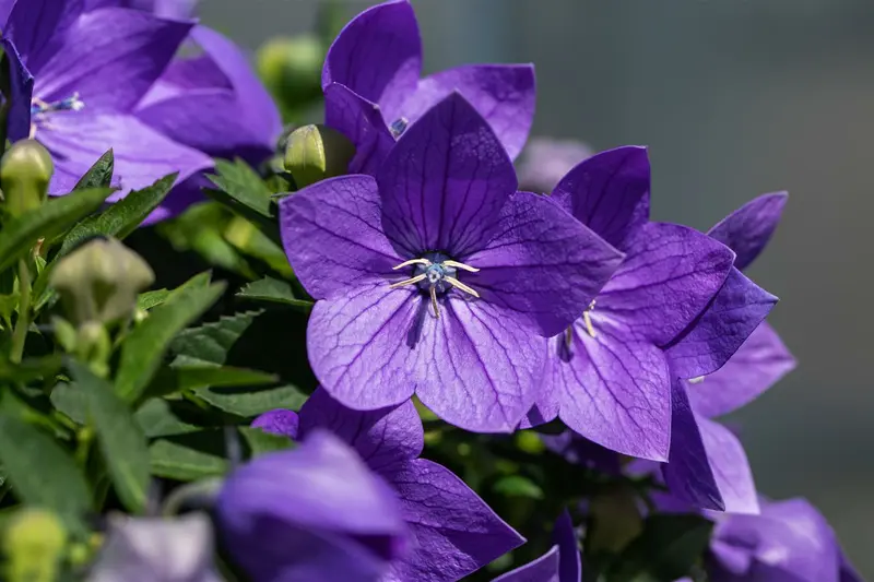 platycodon grand. 'mariesii' P9