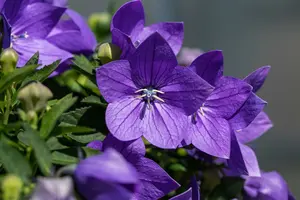 platycodon grand. 'mariesii' P9