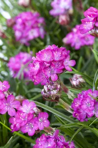 maritima - afbeelding 5