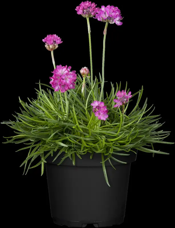 maritima - afbeelding 3