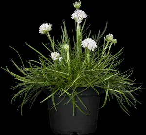 maritima - afbeelding 4