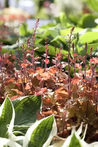 heuchera hybr. 'marmalade'® P9 - afbeelding 5